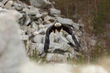 Haliaeetus leucocephalus. Bald Eagle is a big bird of prey living in North America. It is a national bird and a symbol of the state of the United States. Located in most of Canada and Alaska and the U