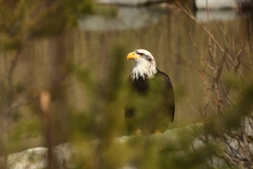 Haliaeetus leucocephalus. Bald Eagle is a big bird of prey living in North America. It is a national bird and a symbol of the state of the United States. Located in most of Canada and Alaska and the U