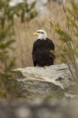 Haliaeetus leucocephalus. Bald Eagle is a big bird of prey living in North America. It is a national bird and a symbol of the state of the United States. Located in most of Canada and Alaska and the U