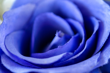 Close-up beautiful blue rose leaf