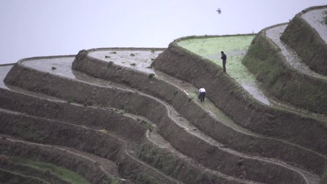Rice farming on a distant slope