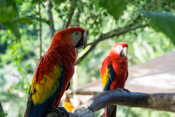 Two parrots on branch