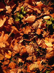  yellow autumn leaves on the ground with green grass