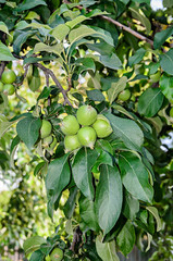Yellow apple fruits in the tree, apple tree branch. The apple tree (Malus domestica), rose family