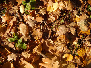  yellow autumn leaves on the ground with green grass