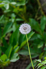 White dandelion seeds plant, green field, close up