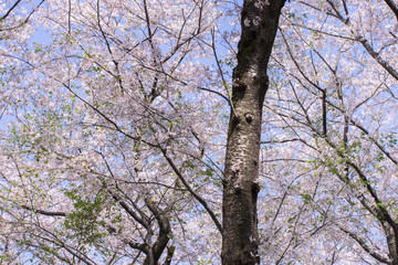 満開の桜