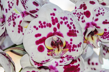 White with violet dots orchid close up branch flower, Phalaenopsis known as moth orchids