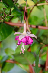 Pink Fuchsia flower, green leaves shrub, close up isolated