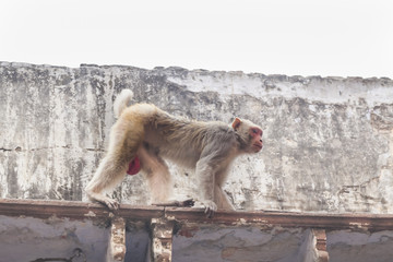 monkey walks the roof of a house in India