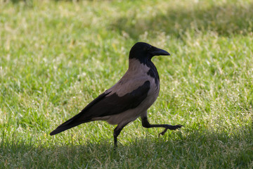Obraz premium A sneaking hooded crow (Corvus cornix). Birdwatching.
