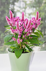 Celosia Flamingo Feathers pink flowers, shrub with green leafs, flowerpot close up