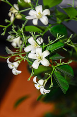 White flowers of Murraya paniculata, Jasminul portocal  (Murraya exotica, Chalcas paniculata sau Chalcas exotica), green bush close up