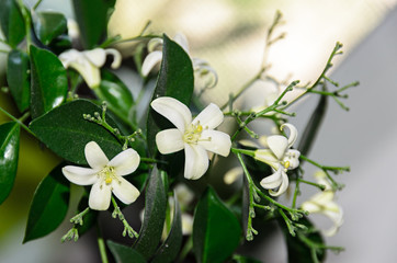 White flowers of Murraya paniculata, Jasminul portocal  (Murraya exotica, Chalcas paniculata sau Chalcas exotica), green bush close up