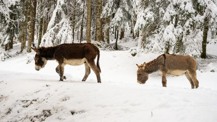 due asinelli sulla neve, in Val Canali, nel parco naturale di Paneveggio - Dolomiti