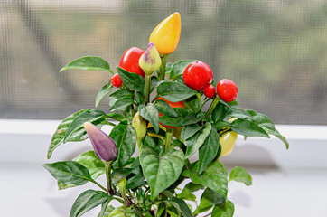 Red, yellow, mauve chili pepper plant (chile pepper or chilli pepper), round shape, genus Capsicum,...