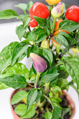 Red, yellow, mauve chili pepper plant (chile pepper or chilli pepper), round shape, genus Capsicum, close up.