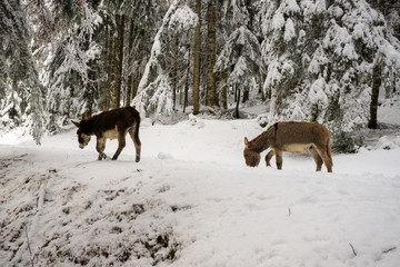 Naklejka premium due asinelli sulla neve, in Val Canali, nel parco naturale di Paneveggio - Dolomiti