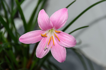 Fototapeta na wymiar Pink-purple Zephyranthes flower, close up, isolated. Common names for species in this genus include fairy, rainflower, zephyr and rain lily