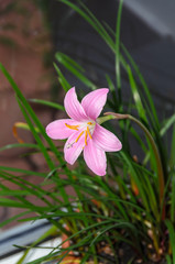 Pink-purple Zephyranthes flower, close up, isolated, window. Common names for species in this genus include fairy, rainflower, zephyr and rain lily