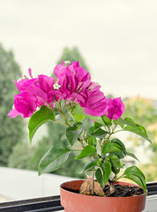 Bougainvillea pink ornamental flowers, paper flower branch with green leafs in a pot near window