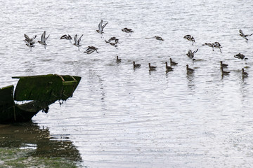 Flock of black tailed godwit marine wildlife taking flight behind a disused decaying bow of a boat