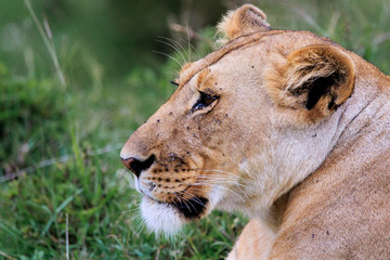 Fototapeta na wymiar Lioness in the Masai Mara