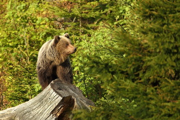 Ursus arctos. Brown bear. The photo was taken in Slovakia. The brown bear is found throughout Europe. Beautiful bear image. Nature of Slovakia. Wild nature. Free nature. From the life of the bears. Na