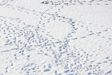雪　足跡　素材