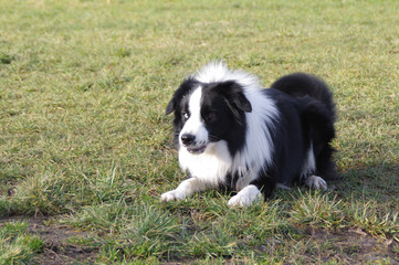 Young border collie dog
