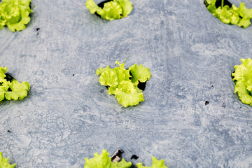 Oganic Green Cos Salad healthy vegetable is considered by many to be the best lettuce that you can grow or eat.