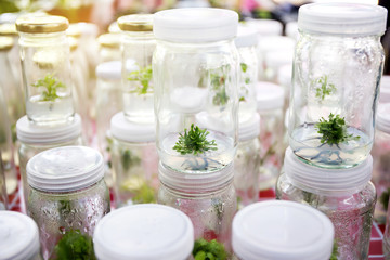 Close up row of glass bottle plant tissue culture on shelf in laboratory