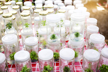 Close up row of glass bottle plant tissue culture on shelf in laboratory