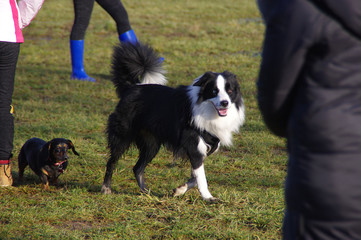 Dogs on the walk