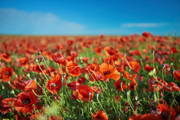 Summer landscape of a field with red poppies under clear blue sky.