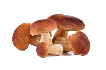 King boletus mushrooms