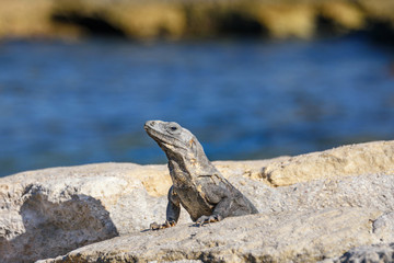 Portrait of an Iguana Lizard sunbathing on a rock at the Mayan ruins. Riviera Maya, Quintana Roo, Mexico