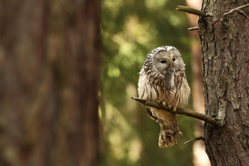 Strix uralensis. He lives in Europe and Asia. In Czech it is rare. Beautiful image of the owl. Nature. From Owl's Life.