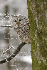 Strix uralensis. He lives in Europe and Asia. In Czech it is rare. Beautiful image of the owl. Nature. From Owl's Life.