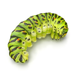 Swallowtail caterpillar or Papilio Machaon on a white. 3D illustration