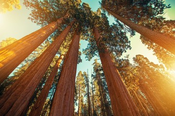 Giant Sequoias Redwood © Tomasz Zajda