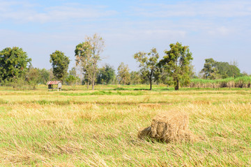 Stack of rice straw in the rice field that harvest for livestock