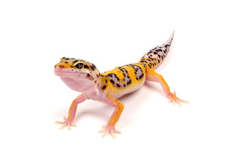 Leopardgecko (Eublepharis macularius) - leopard gecko 