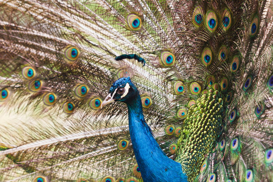 Peacock varicolored closeup