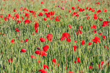 Fototapeta premium Wheat and Poppies