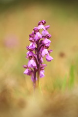 Orchis morio. Orchid in nature in the Czech Republic. Wild nature. A very rare plant. Plant...