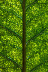 Organic plant leaf background macro.
