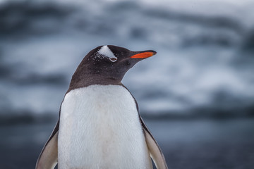 Gentoo Penguin looks camera right.tif