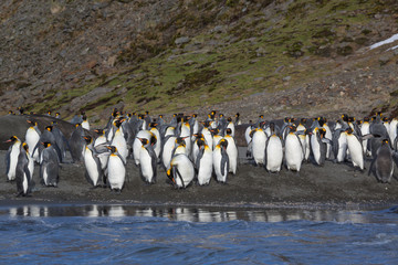 Obraz premium Hundreds of king penguins surrounded by elephant seals.CR2