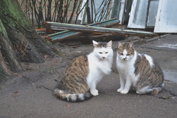 Cute cats in love. Street cats. Funny cats in the street.